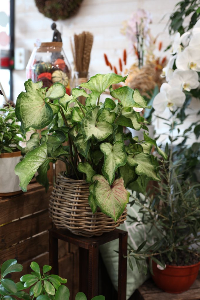 Caladium seguinum photo 1